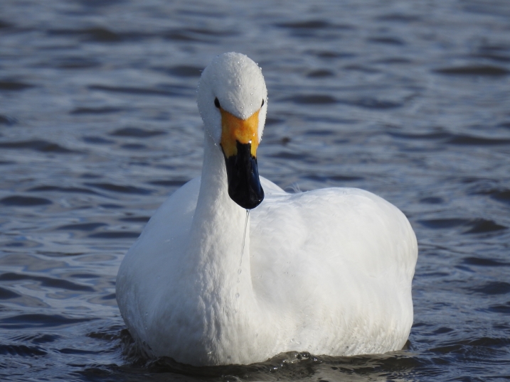 A Bewick's swan on a lake